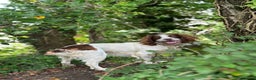 English Springer Spaniel dogs for stud: Jerry - KC Registered English Springer Spaniel  - Advert 22