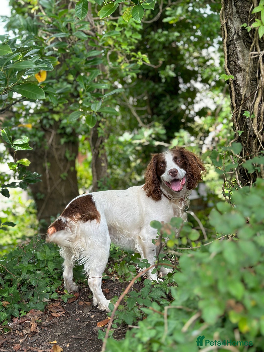 English Springer Spaniel dogs for stud: Jerry - KC Registered English Springer Spaniel  - Advert 22