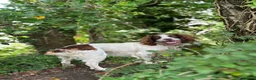 English Springer Spaniel dogs for stud: Jerry - KC Registered English Springer Spaniel  - Advert 22