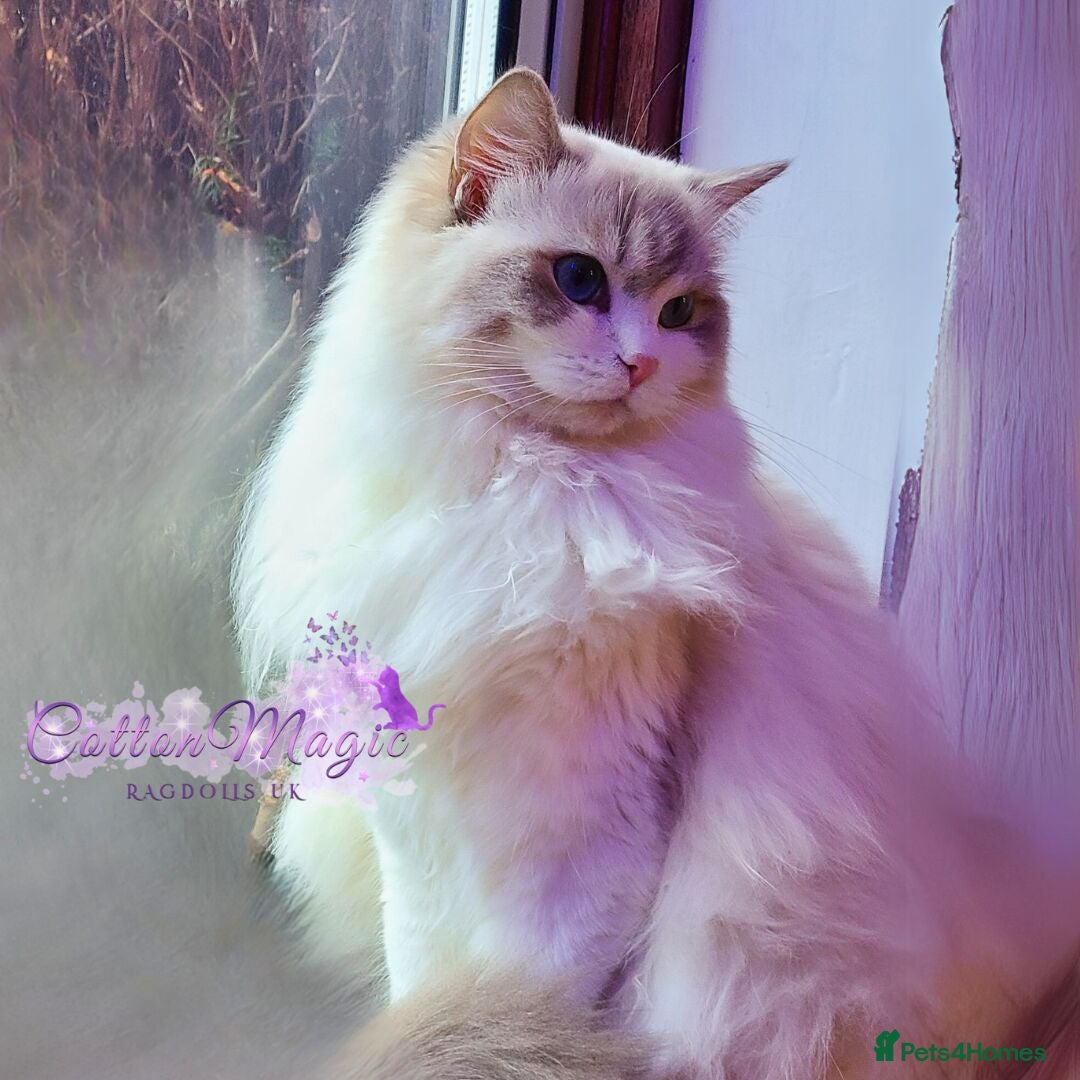 Ragdoll cats Exquisite Blue Lynx Bicolour Ragdoll Girl - Advert 2