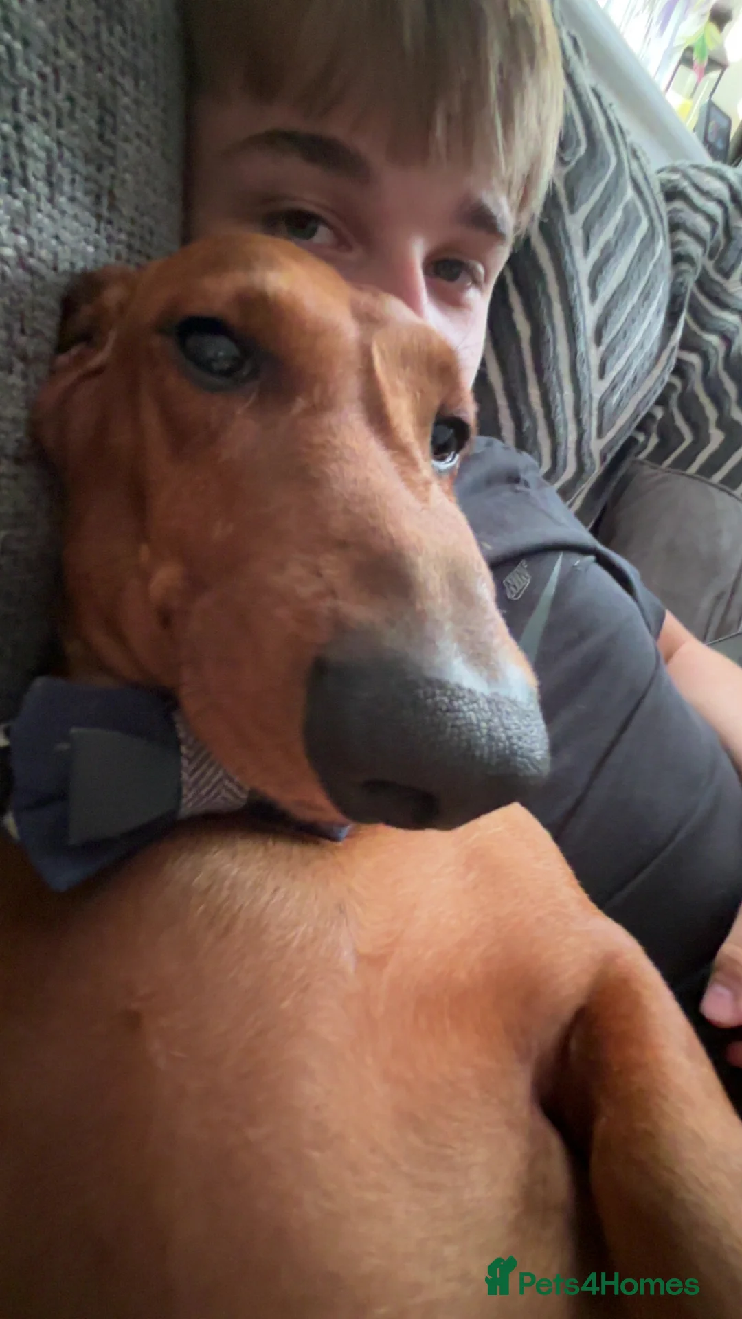 Dachshund dogs for sale: Red pedigree Dachshund  - Advert 4