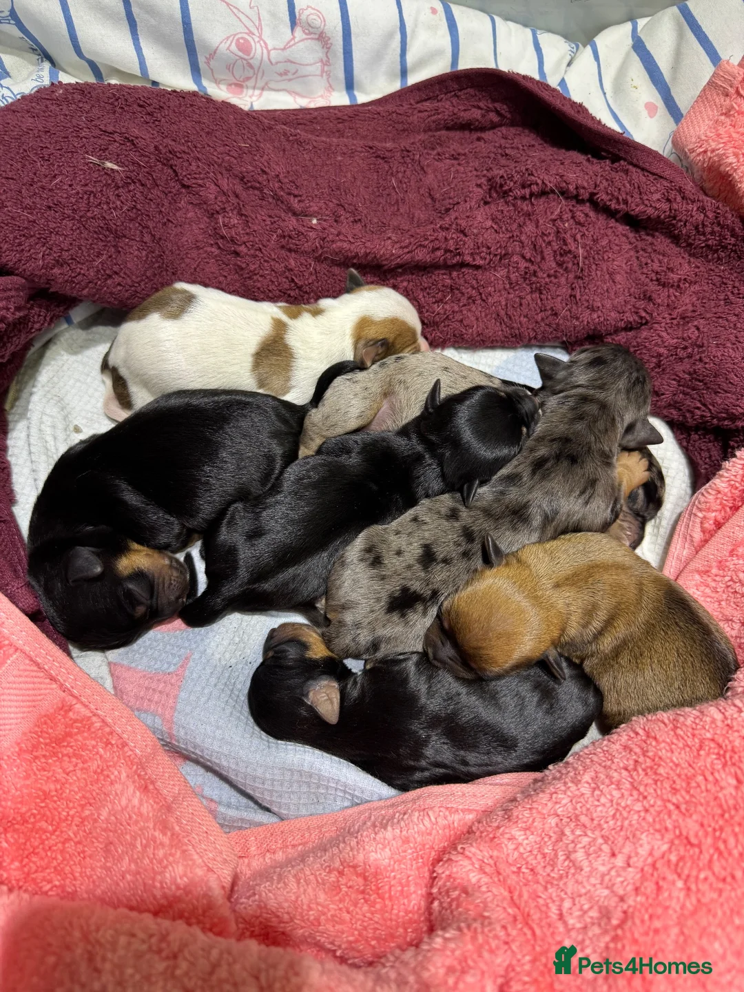Mixed Breed dogs for sale: 7 beautiful puppies  in Taunton - Advert 2