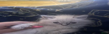 Ragdoll Kitten 4