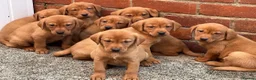 Labrador Retriever dogs for sale: Health Tested Working Labrador Pups - Advert 5