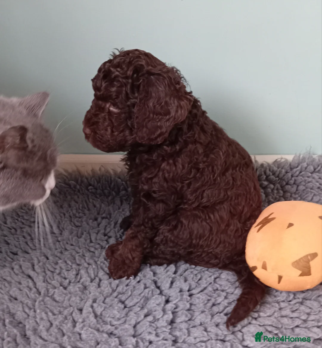 Mini Goldendoodle dogs for sale: Gorgeous Miniature Double Doodle puppies  - Advert 10