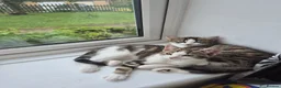 Mixed Breed cats for sale: Kittens available - Advert 2