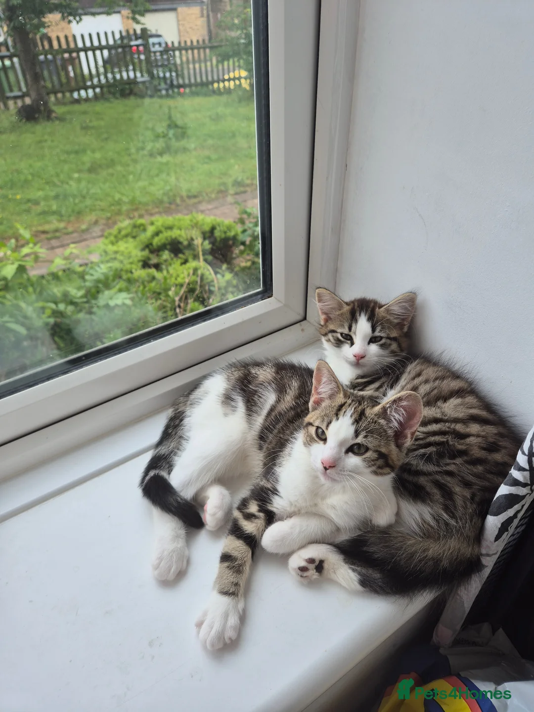 Mixed Breed cats for sale: Kittens available - Advert 2