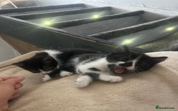 Mixed Breed cats for sale: Beautiful marking very fluffy  - Image 33