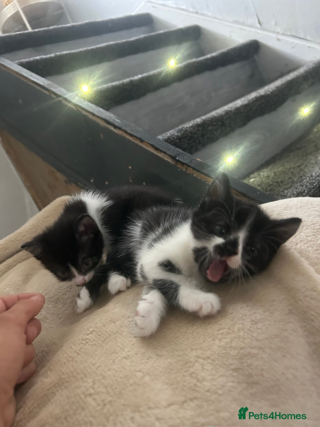 Mixed Breed cats for sale: Beautiful marking very fluffy  - Image 33