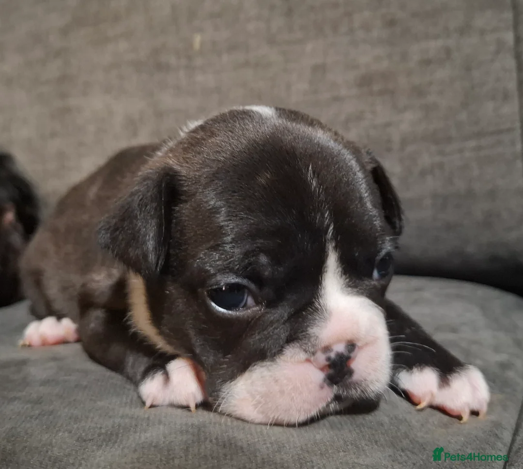 French Bulldog dogs for sale: Frenchie puppies - Advert 27