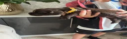 Sprocker dogs for sale: Adorable quality sprocker  puppies  - Advert 22
