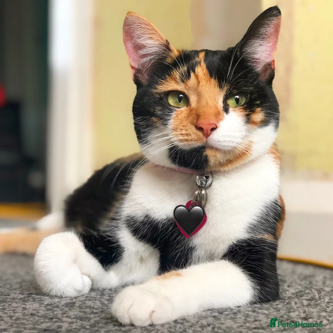 Domestic Shorthair cats for sale: Black and white kitten - Advert 2