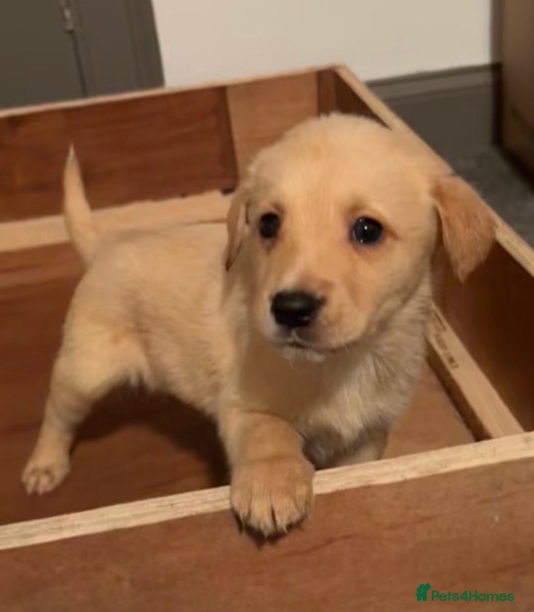 Mixed Breed dogs for sale: LABRADOR PUPS - Advert 3