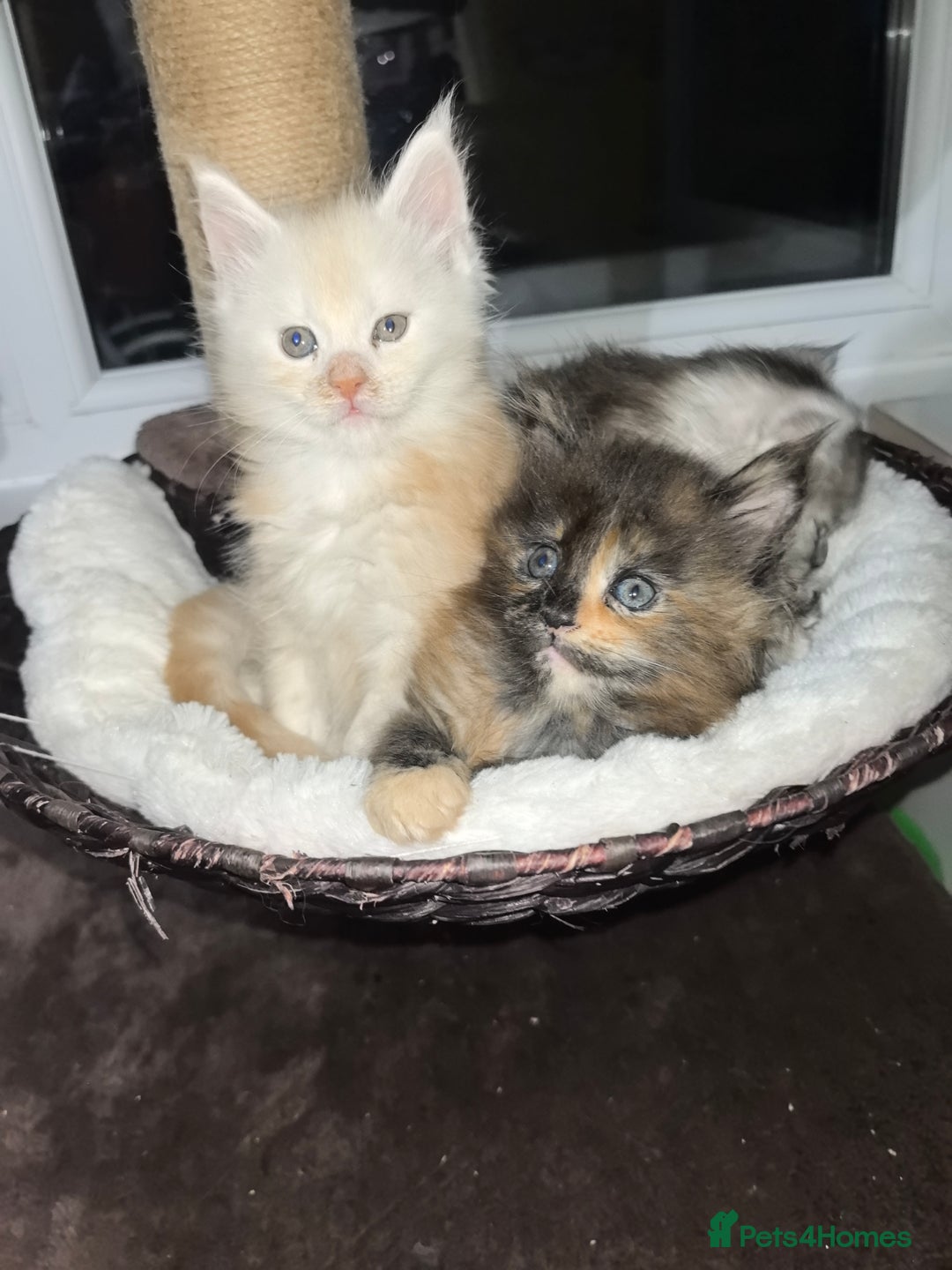 Maine Coon cats for sale: kittens Main Coon - Advert 7