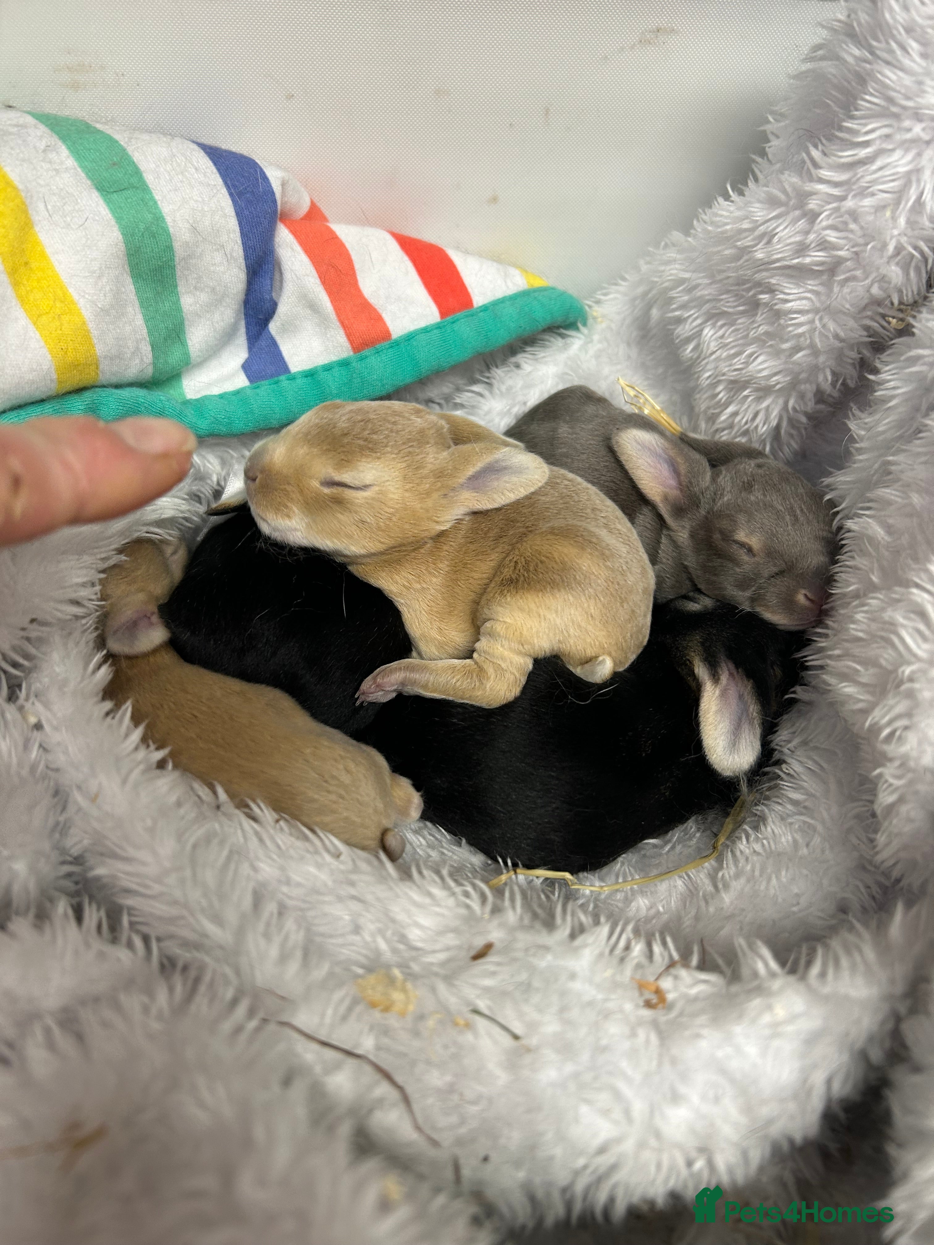 Rex rabbits Mini Rex bunnies - Advert 1