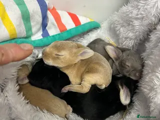 Rex rabbits Mini Rex bunnies - Advert 2