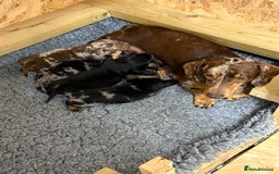 Miniature Dachshund dogs for sale: READY NOW - 2 boys left - KC registered  - Image 7