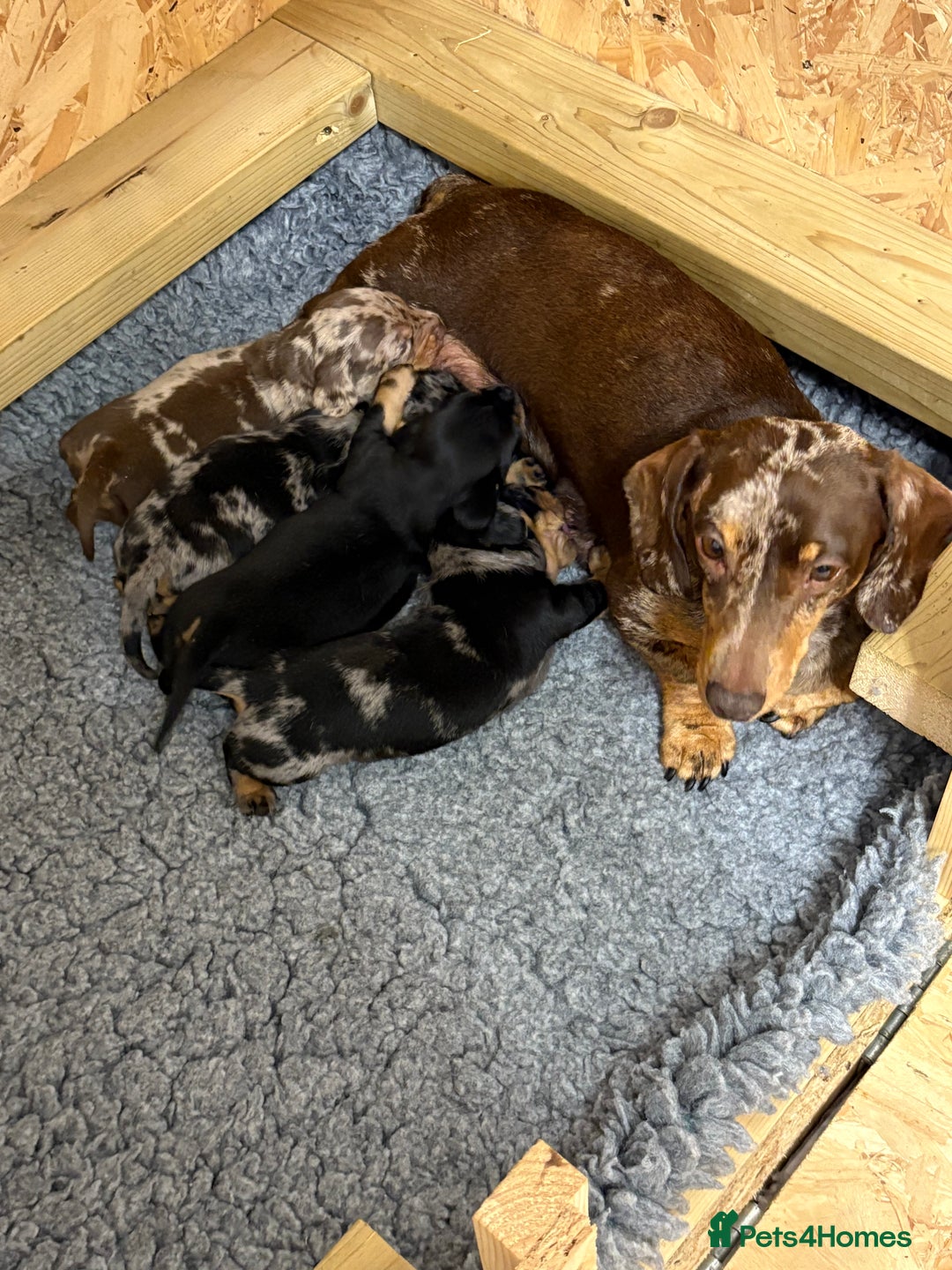 Miniature Dachshund dogs for sale: READY NOW - 2 boys left - KC registered  - Image 7
