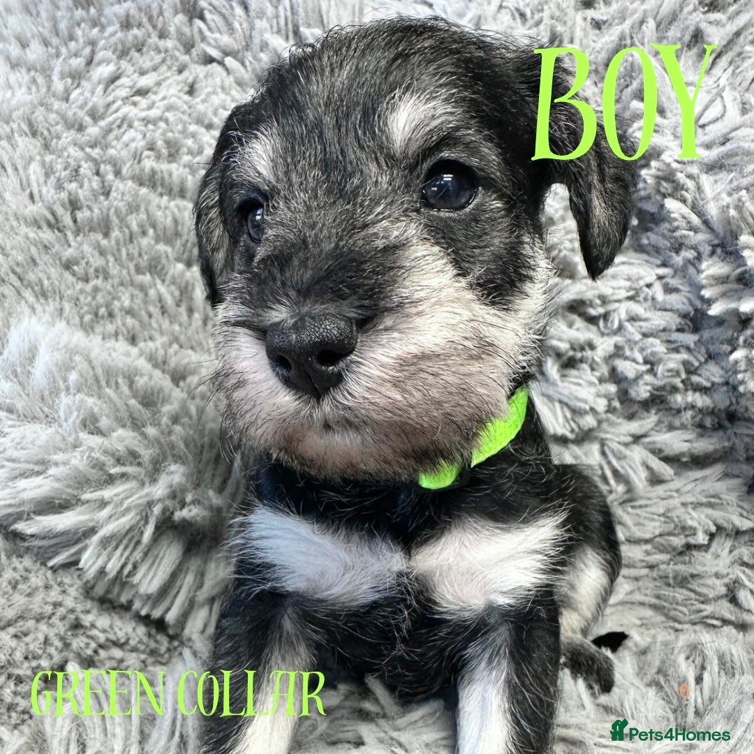 Miniature Schnauzer dogs for sale: Miniature Schnauzer puppies  - Advert 6