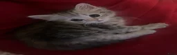 Mixed Breed cats for sale: 5 lovely kittens for sale  - Advert 11