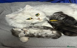 Persian cats for sale: Two boys Persian is available. - Image 5