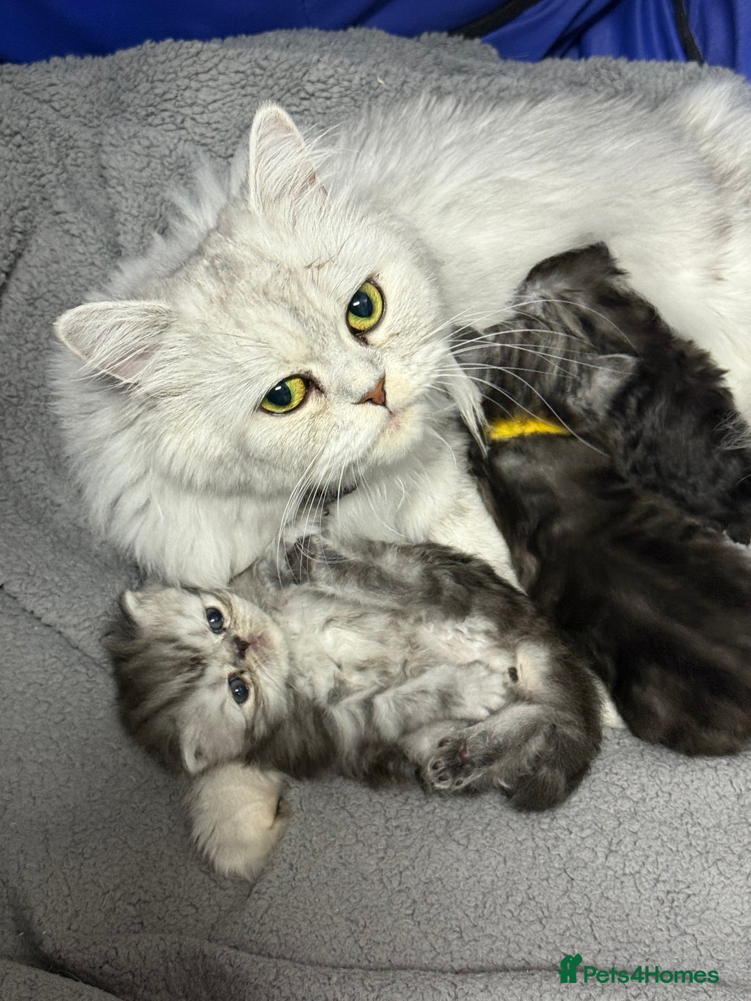 Persian cats for sale: Two boys Persian is available. - Image 5