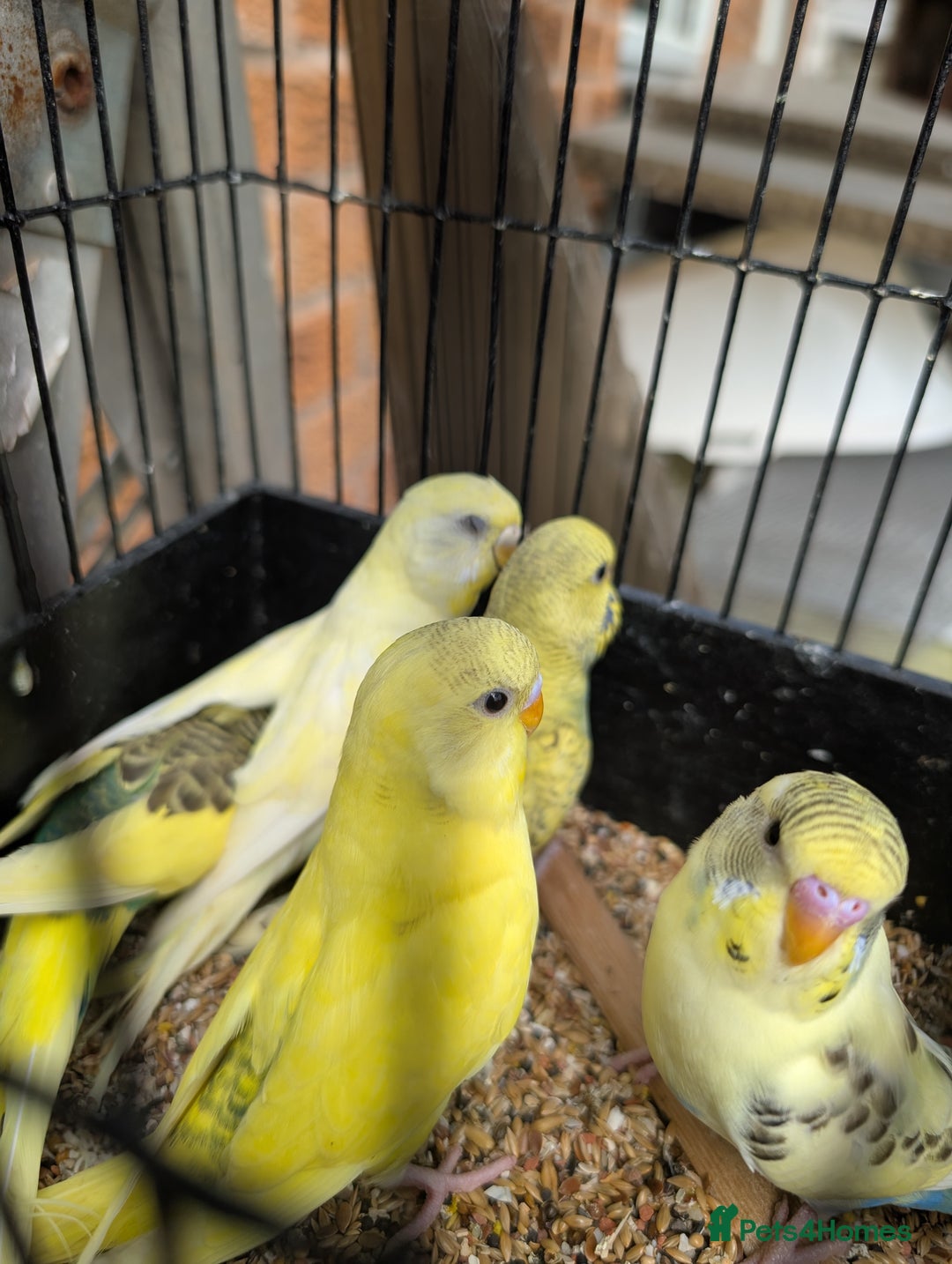 Budgerigars birds for sale: Baby budgies and starter cage  - Image 22