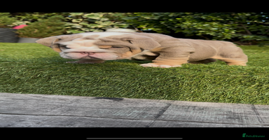English Bulldog dogs - Advert 5