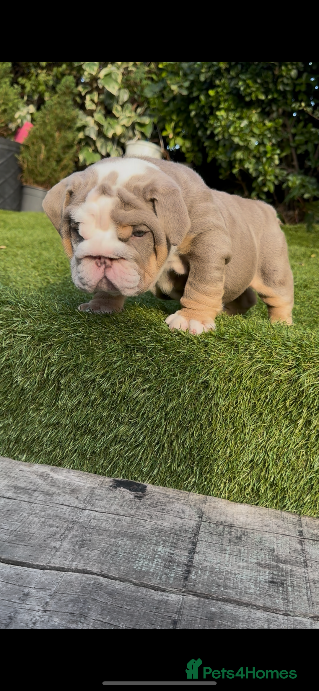 English Bulldog dogs for sale: Pistol Pete x nemisis male pup ‼️💣‼️🧬 - Image 3