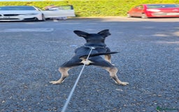 Russian Toy Terrier dogs for stud: Not Proven Stud Looking For Female  - Image 6