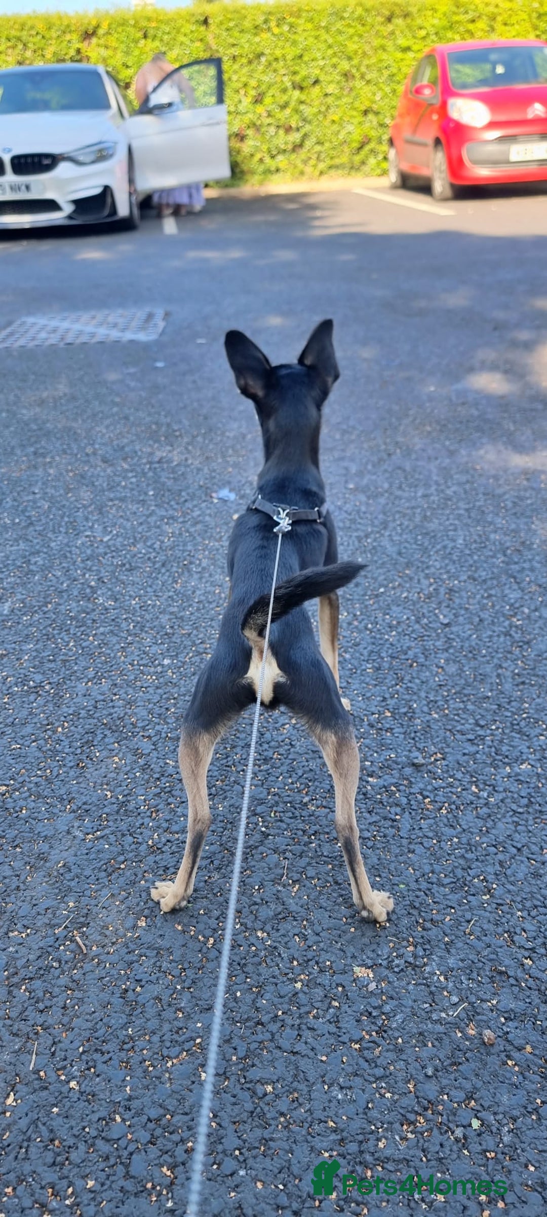 Russian Toy Terrier dogs for stud: Not Proven Stud Looking For Female  - Image 6