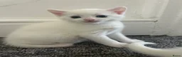 Turkish Van cats for sale: Beautiful Turkish van kittens for sale.  - Advert 9