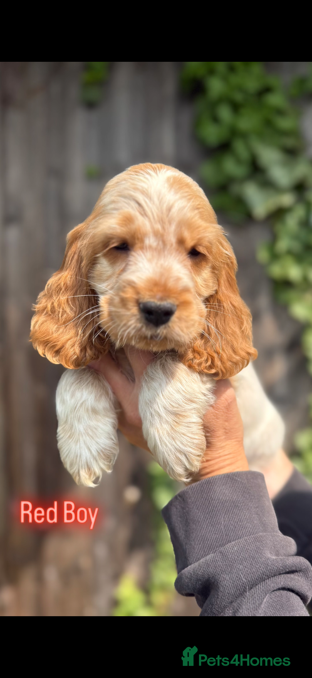 Cocker Spaniel dogs for sale: Last boy! Top quality show-type Cocker Spaniels! in Leicester - Image 20