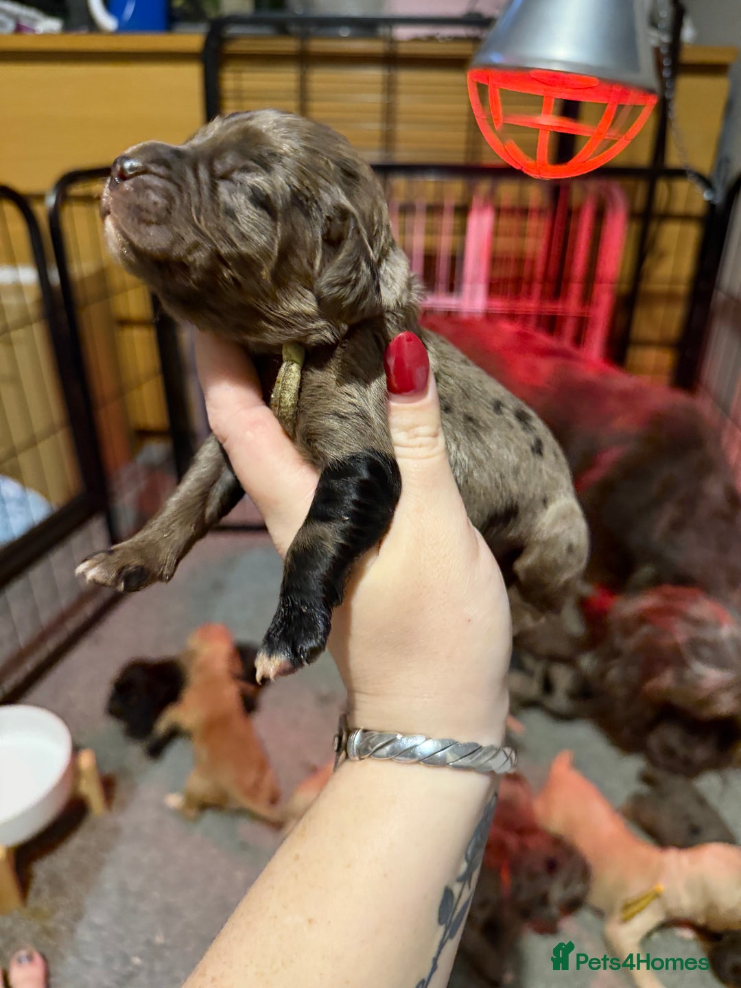 Cocker Spaniel dogs for sale: Cocker spaniel pups - Advert 5