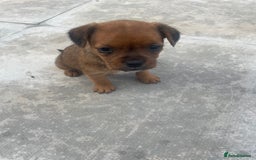 Mixed Breed dogs for sale: French bull dog x jack russel - Image 10