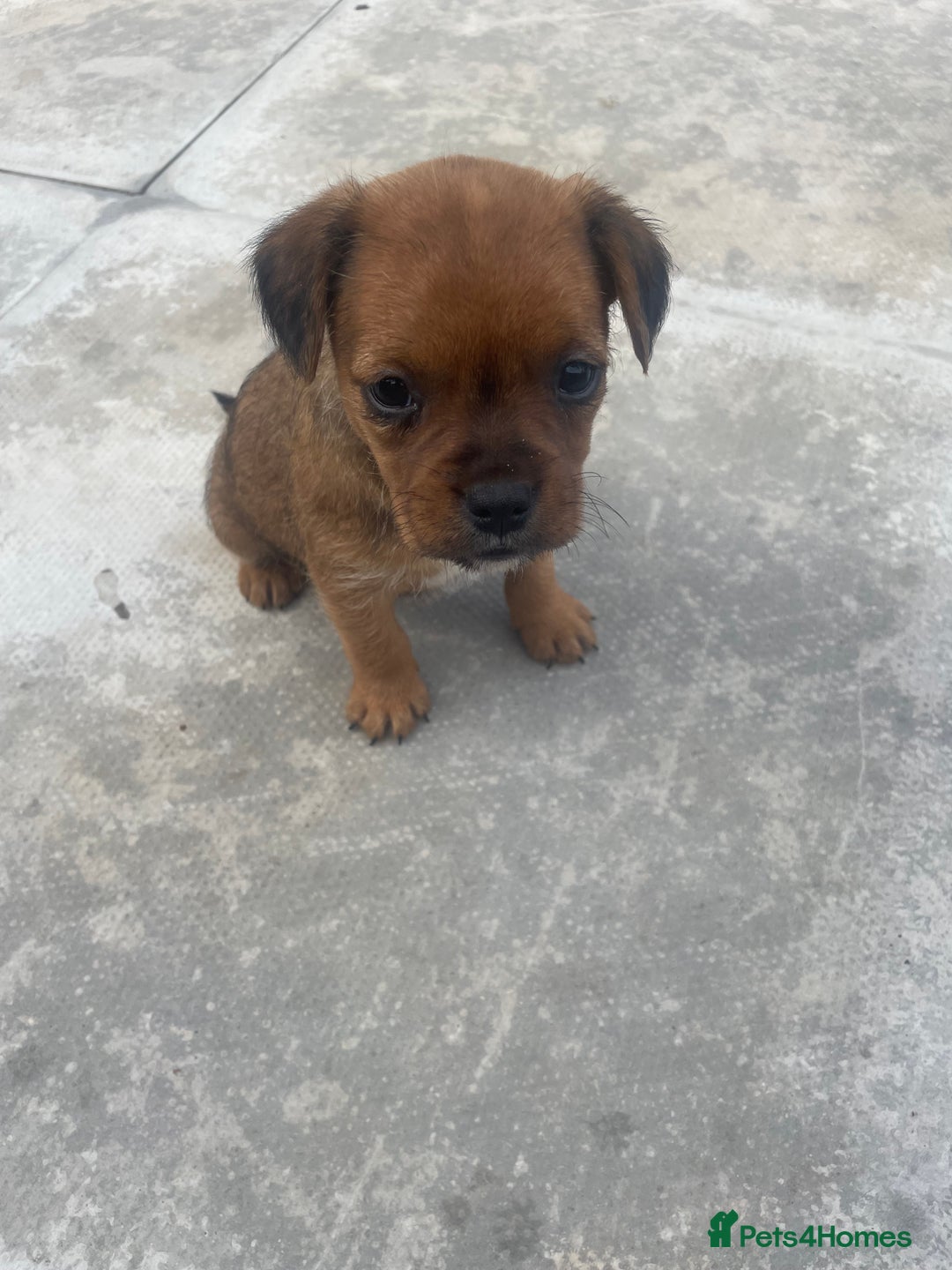 Mixed Breed dogs for sale: French bull dog x jack russel - Image 10