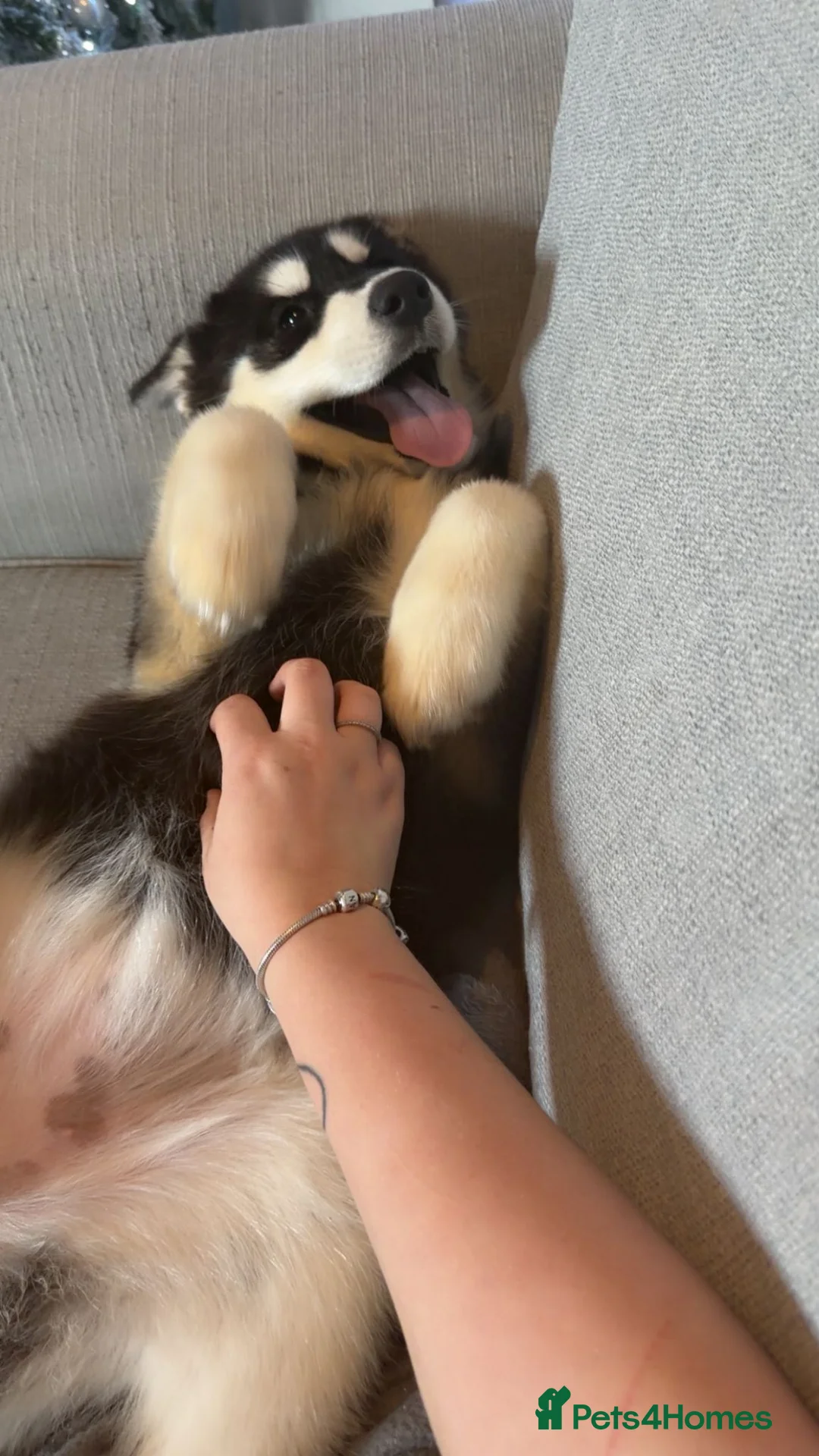 Alaskan Malamute dogs for sale: Female alasakan malamute  in West Bromwich - Advert 1