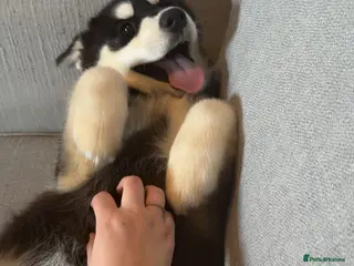 Alaskan Malamute dogs Female alasakan malamute - Advert 1