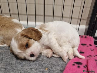 Cavalier King Charles Spaniel dogs 1 Beautiful Blenheim boy available - Advert 15