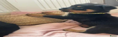 Rottweiler Puppy 7