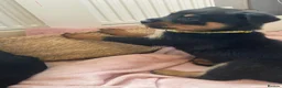Rottweiler dogs for sale: Beautiful Rottweiler puppies ready now in Dartford - Advert 13