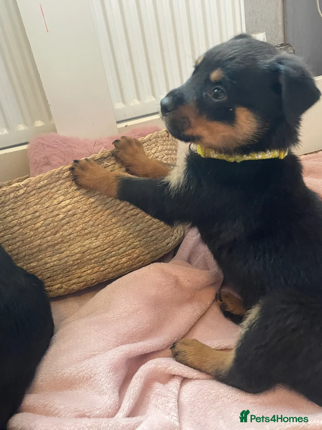 Rottweiler dogs for sale: Beautiful Rottweiler puppies ready now in Dartford - Advert 13