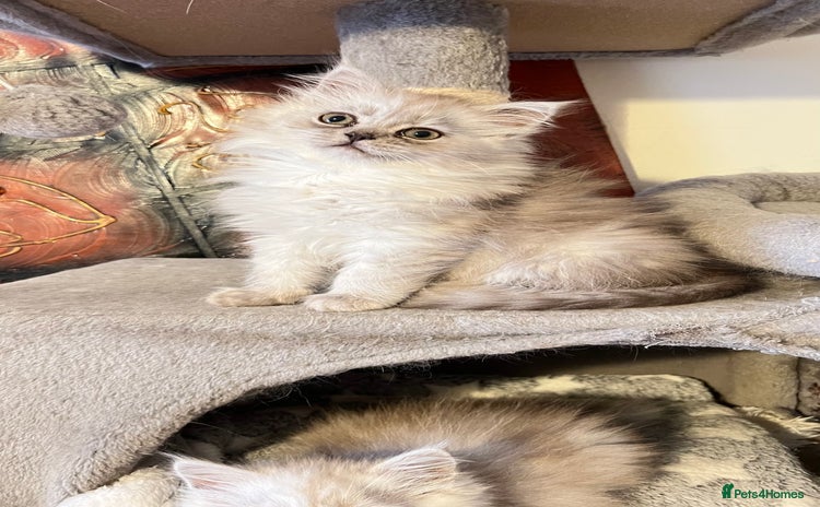 Persian cats - Advert 6