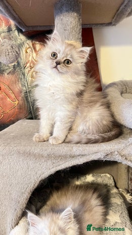 Persian cats - Advert 7