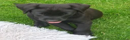 Labrador Retriever dogs for sale: Labrador puppies - Advert 2