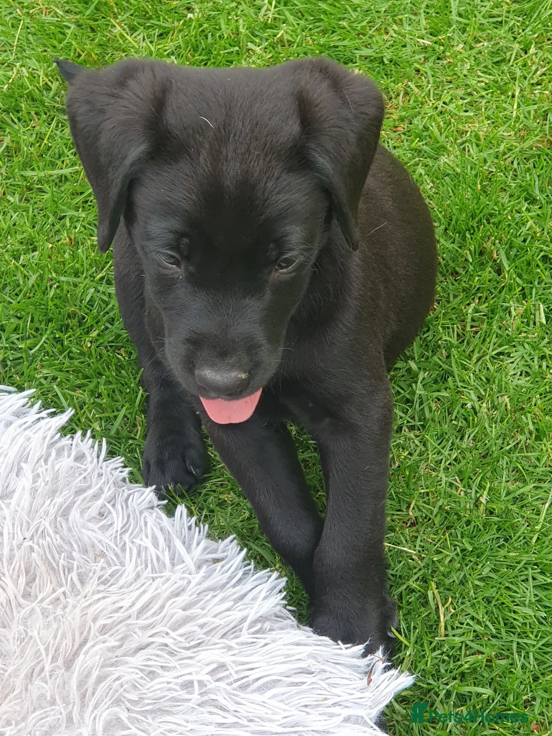 Labrador Retriever dogs for sale: Labrador puppies - Advert 2
