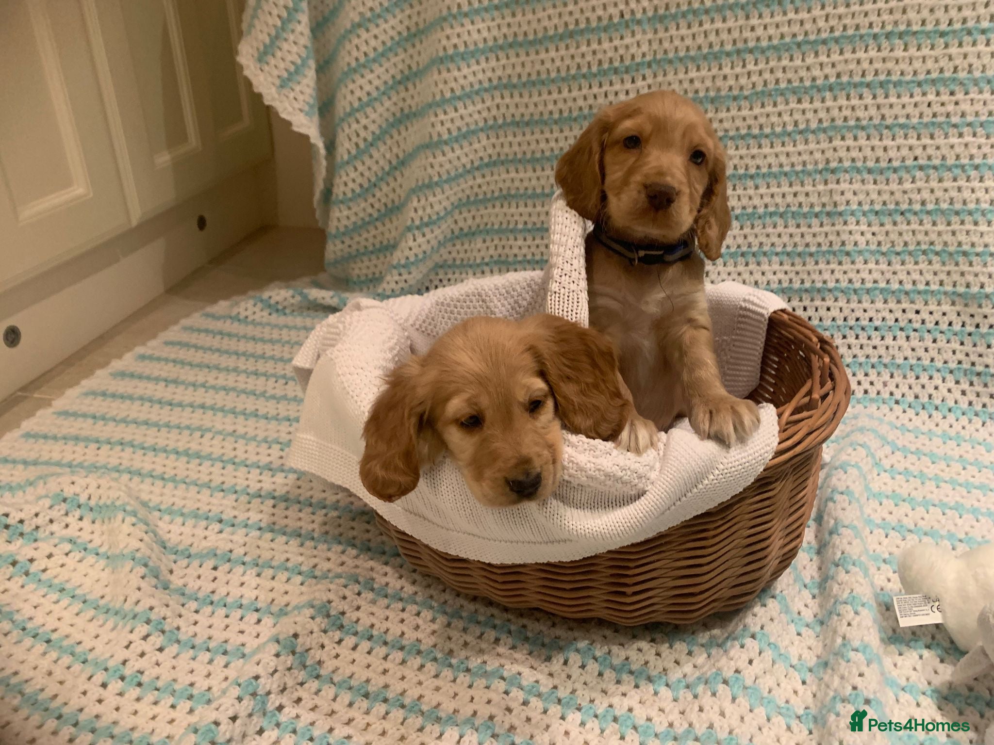 Cocker Spaniel dogs Cocker spaniel puppies  - Advert 2