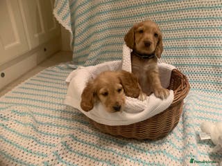 Cocker Spaniel dogs Cocker spaniel puppies - Advert 2