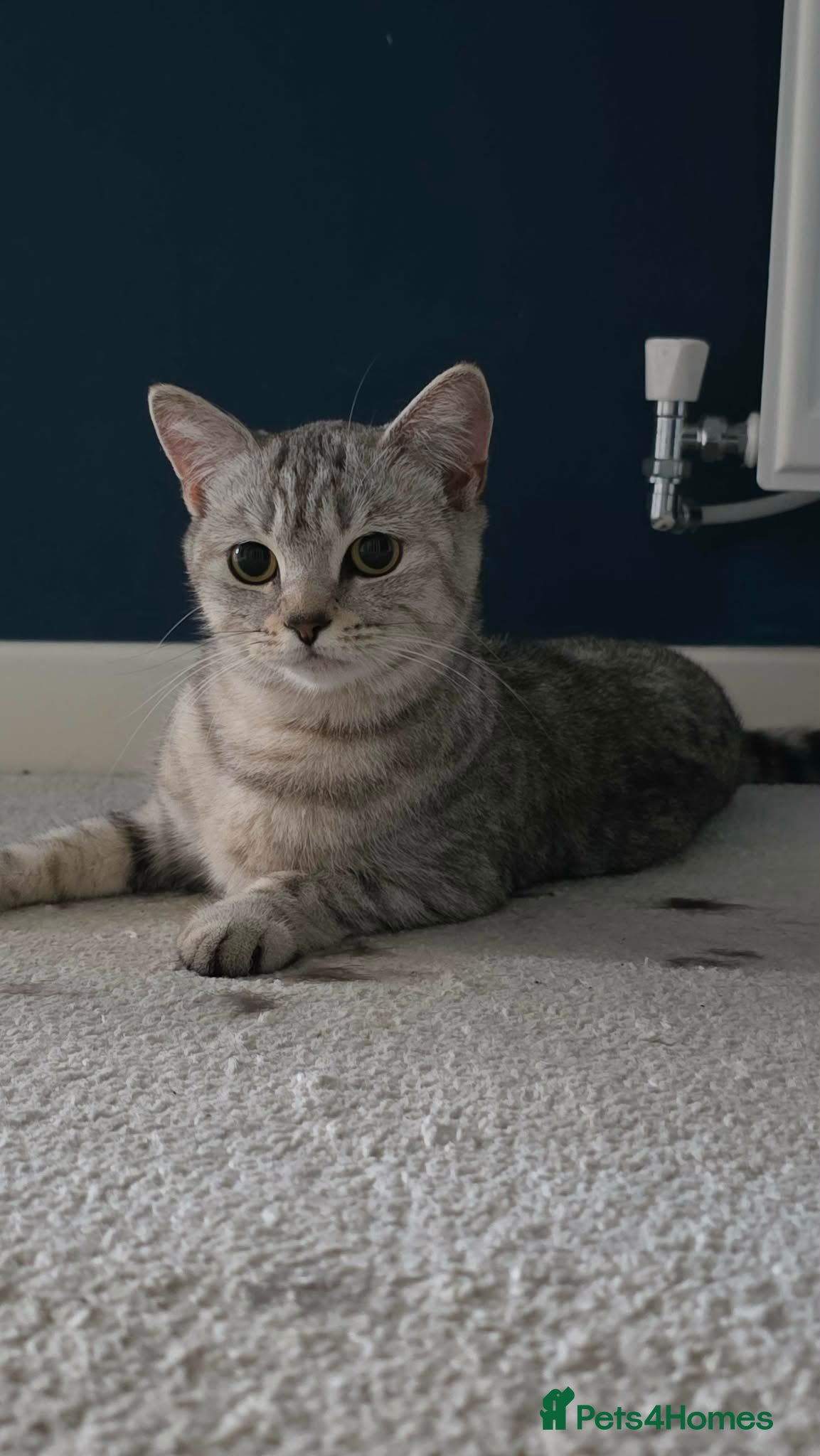 British Shorthair cats Callie, BSH x Bengal - Advert 3