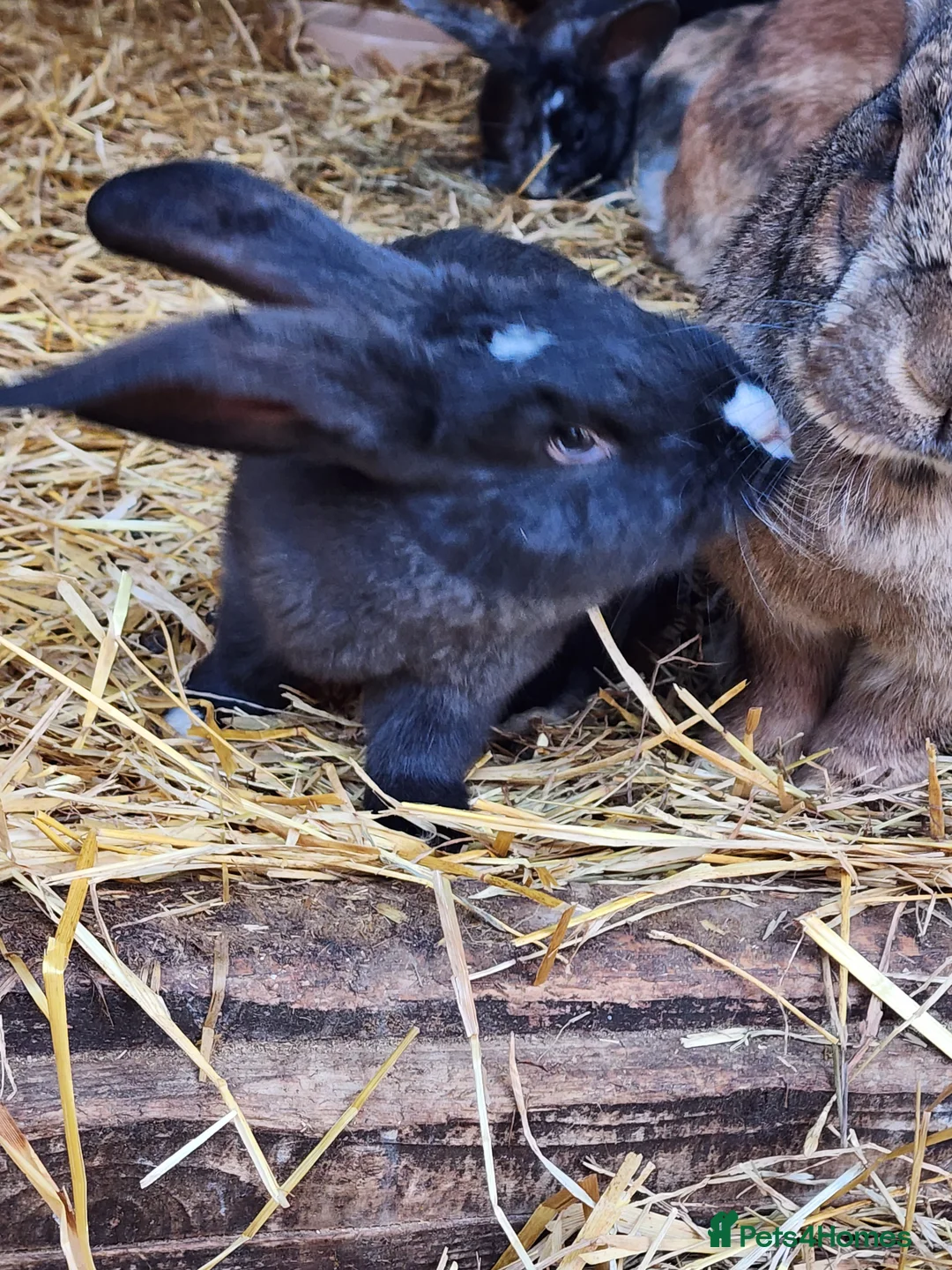 Continental Giant rabbits for sale: Continental Giant Babies - Advert 1